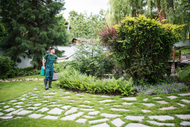 Best Lawn Drainage Solutions  in Hamlin, WV