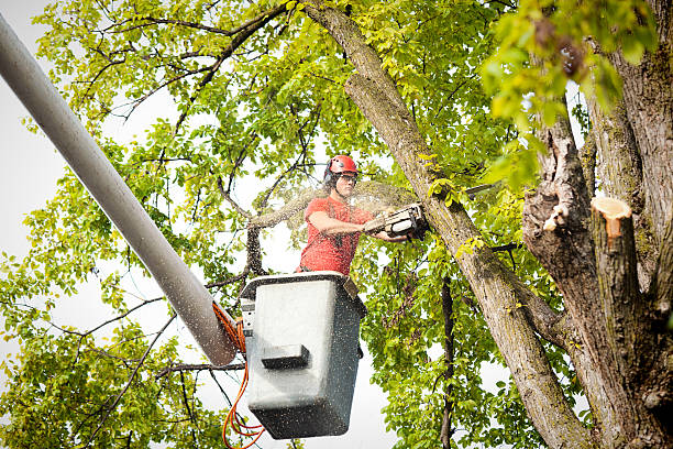 Trusted Hamlin, WV Tree Services Experts